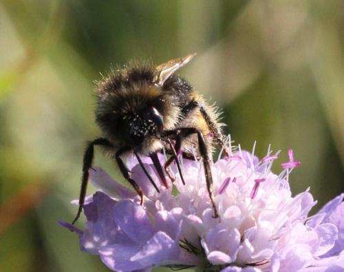 Réf. 297 102 : Bombus lapidarius